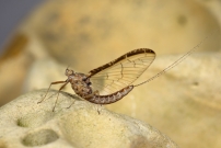 Un phmre. Une femelle mature (phmroptre - Baetidae - Cloeon dipterum)
